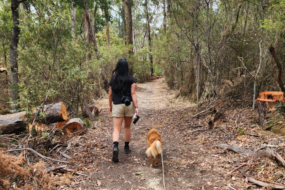 Whipstick Loop Trail