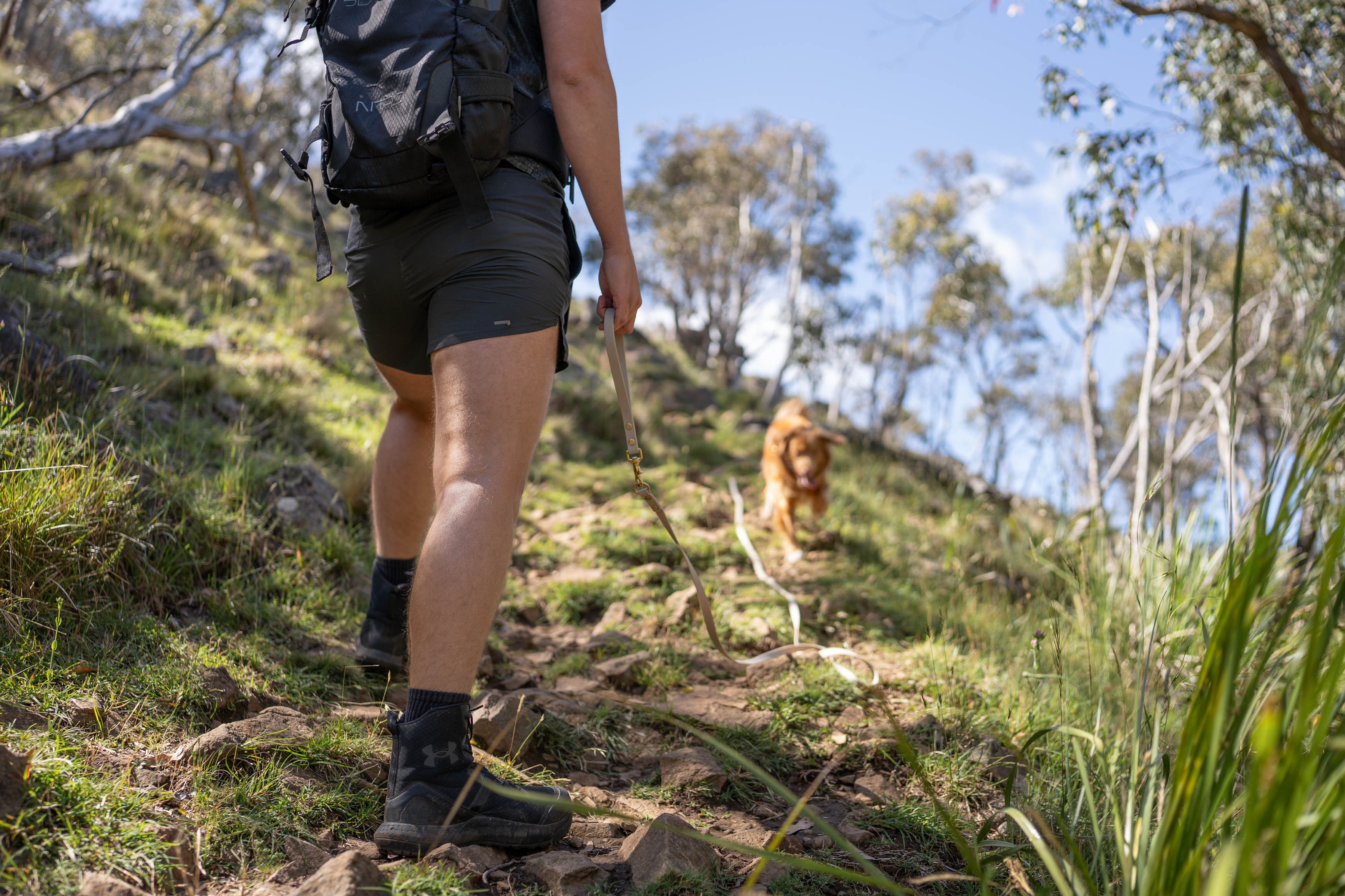 dog with leash on hike
